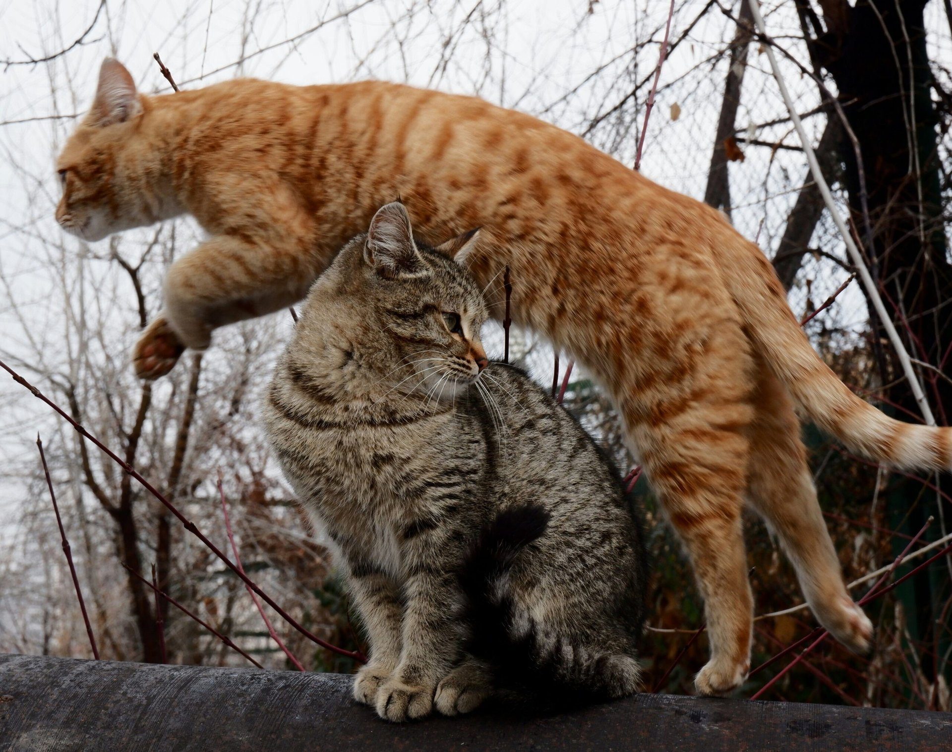 Das Katzenverhalten beim Essen: Tipps und Tricks