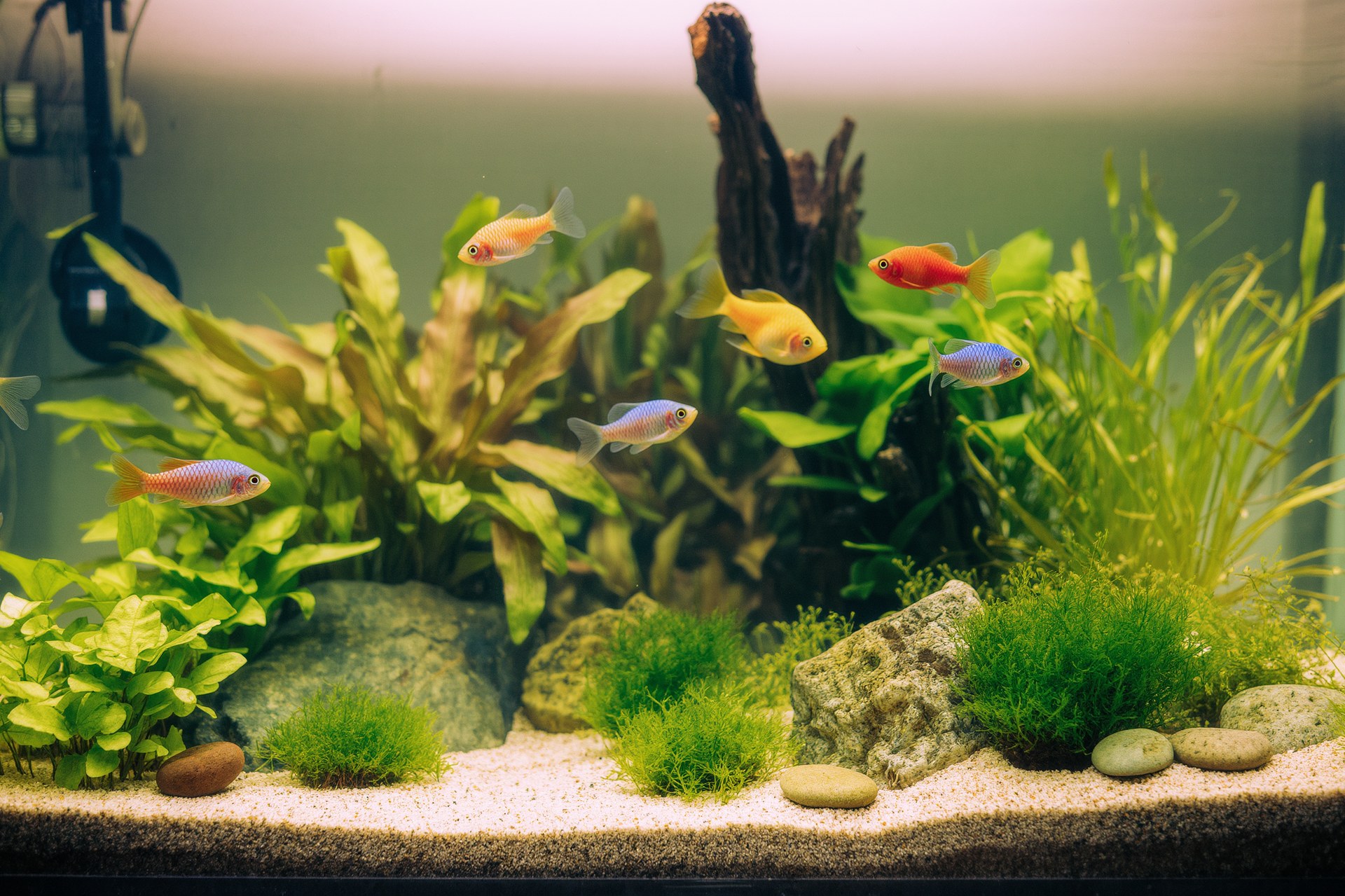 Die besten Aquarien für Anfänger: Essen und Pflege-Tipps