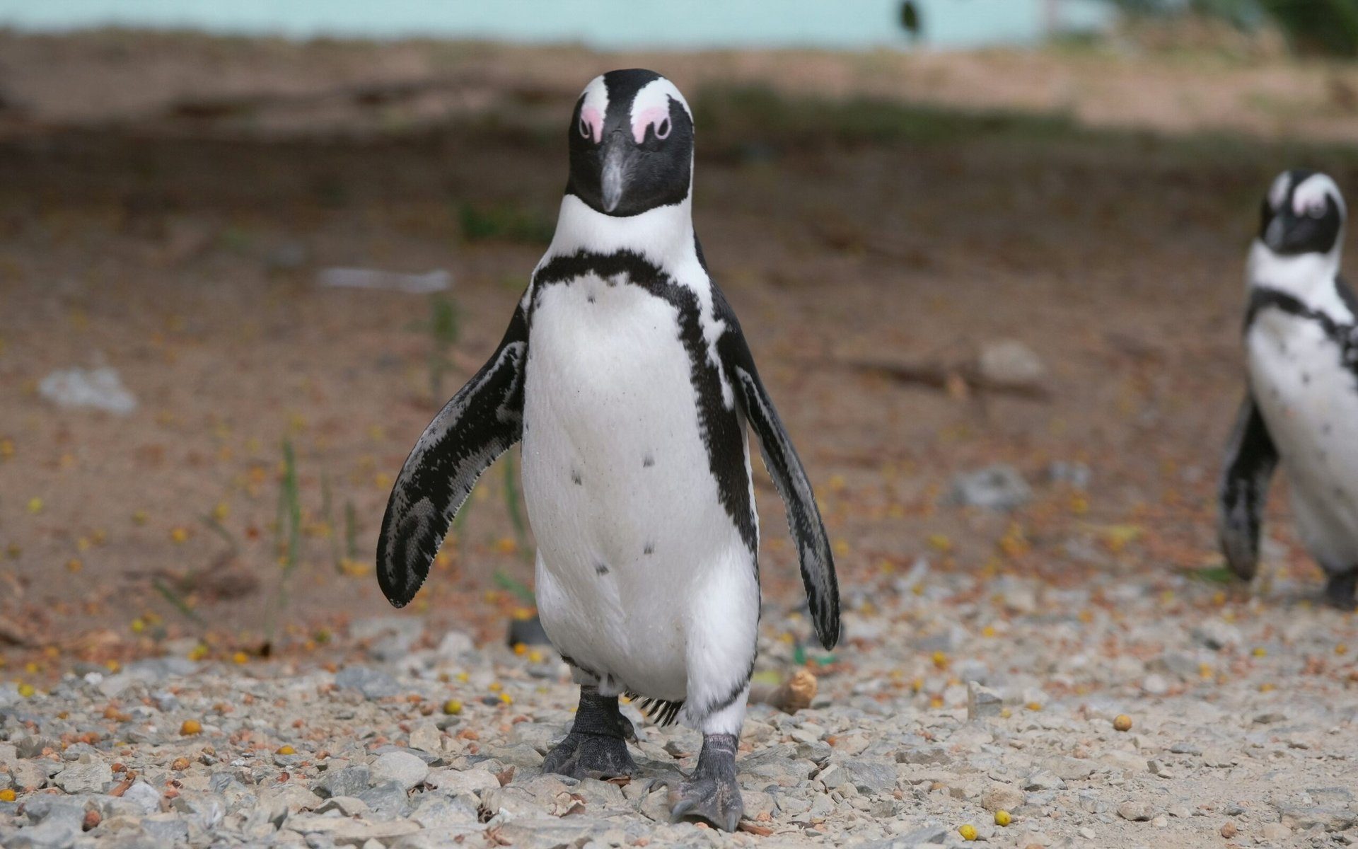 Die besten Reiseziele für Vogelbeobachtung: Eine Übersicht