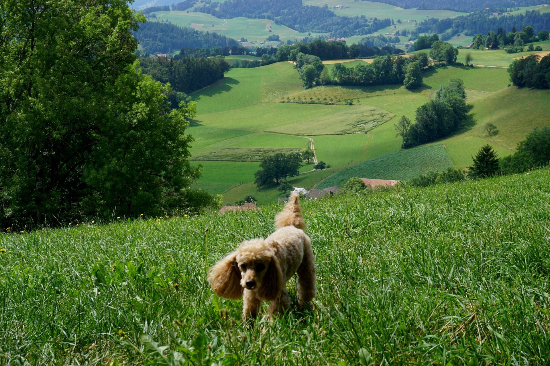 Die häufigsten Hundekrankheiten in Essen: Prävention und Behandlungstipps