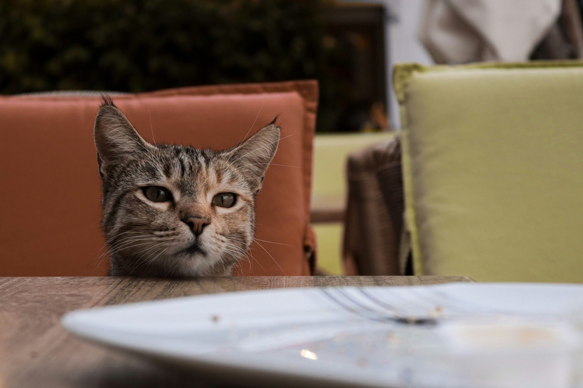 Die ungewöhnliche Verwendung von Katzenstreu: Essen