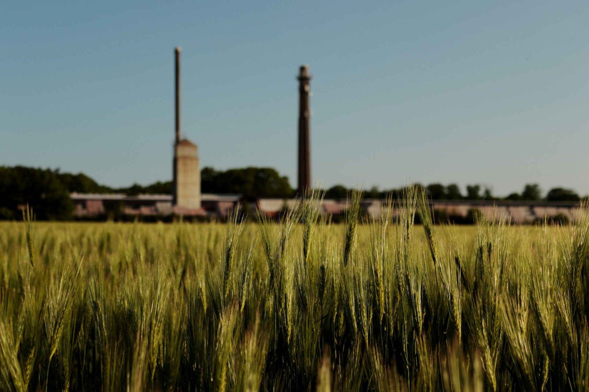 Die Vorteile von Biomasseenergie: Essen und Nachhaltigkeit