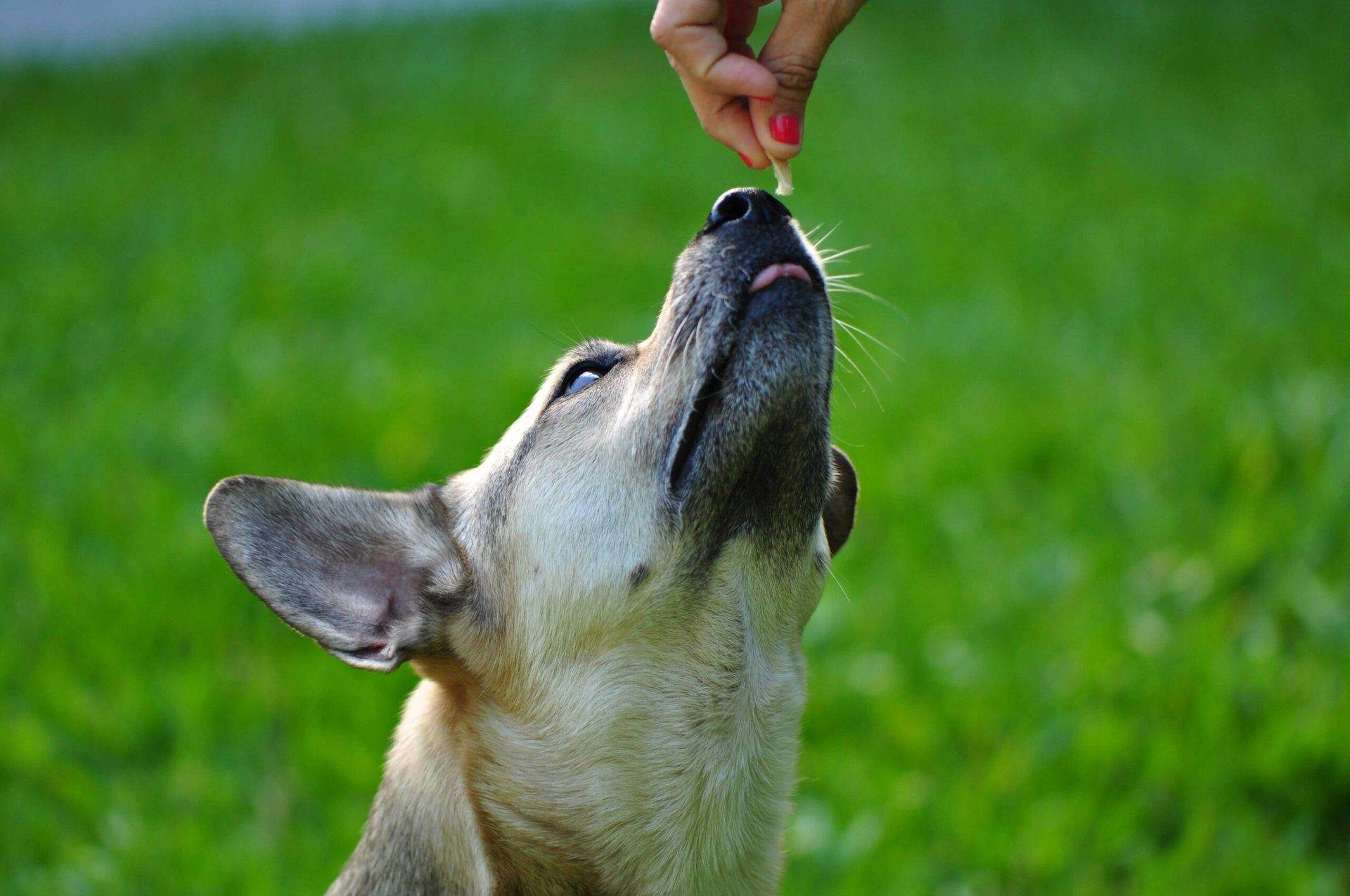 Ernährung älterer Hunde: Essen im Alter