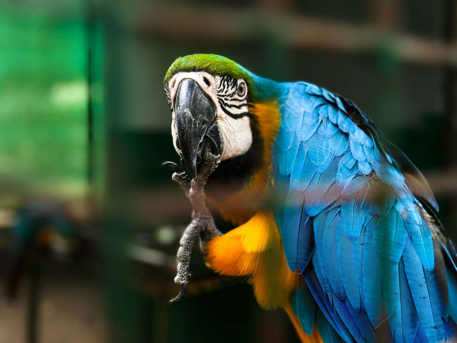 Ernährung für exotische Haustiere: Essen für exotische Tiere
