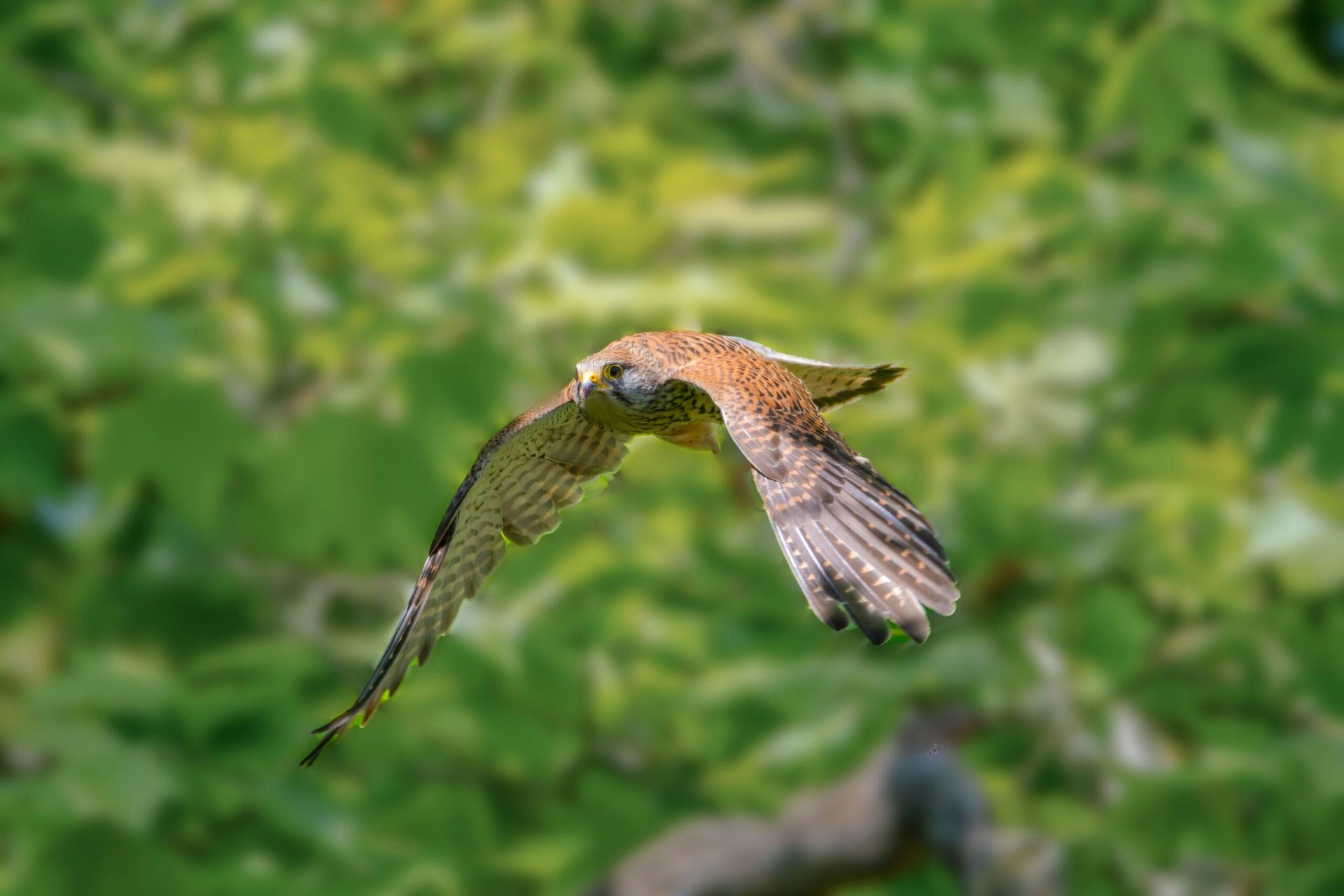 Grundlagen der Vogelbeobachtung in Essen: Ein Leitfaden