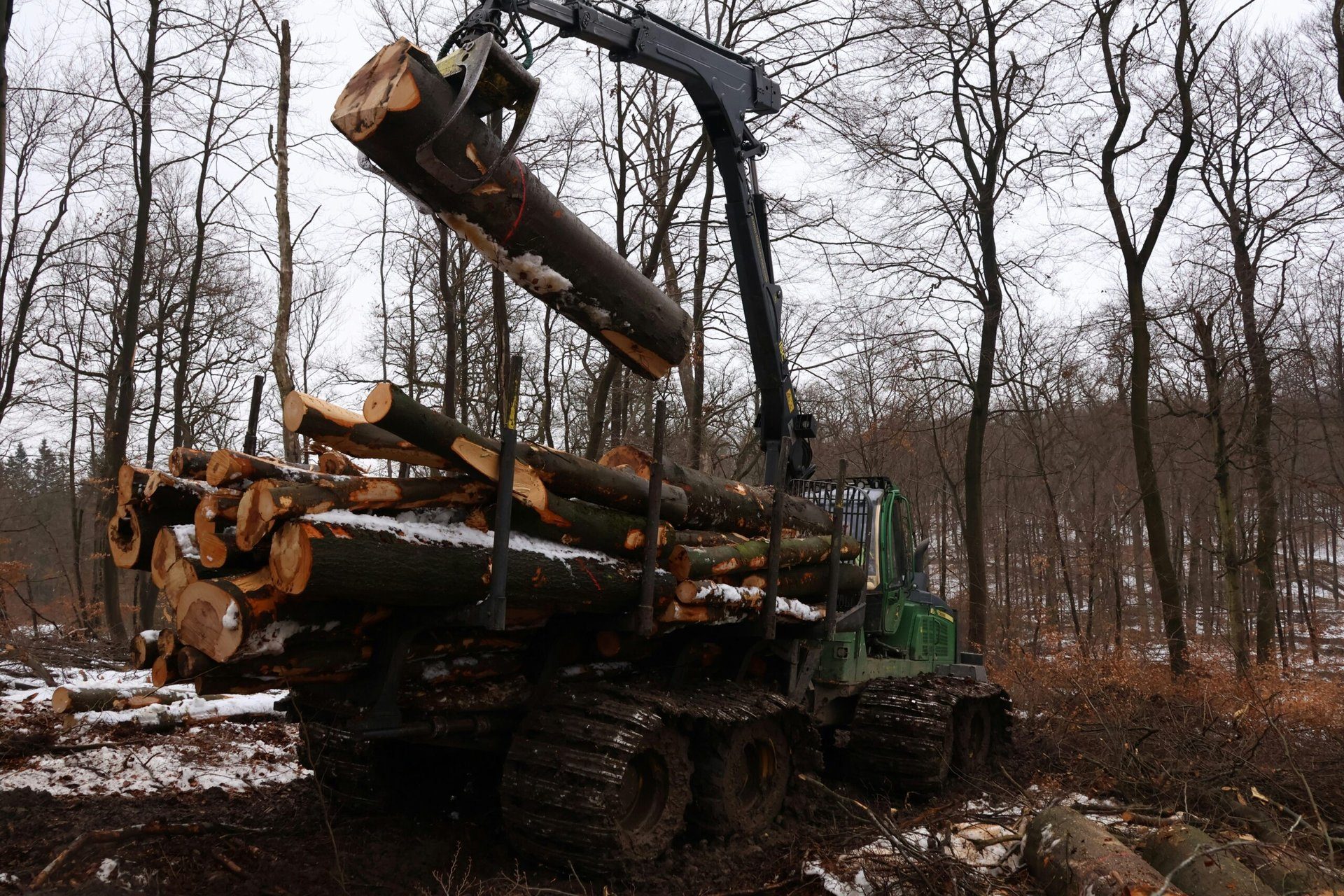 Nachhaltige Forstwirtschaft: Essen aus dem Wald
