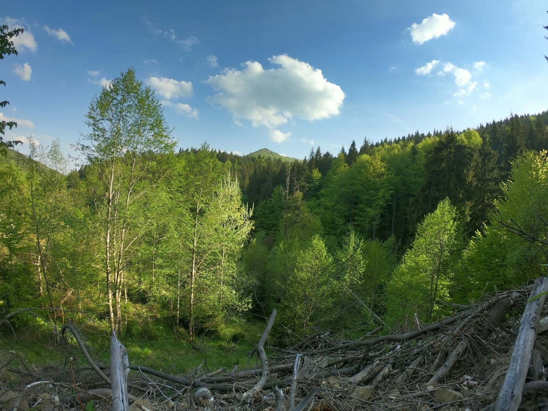 Naturschutzprojekte: Unterstützung für die Umwelt in Essen