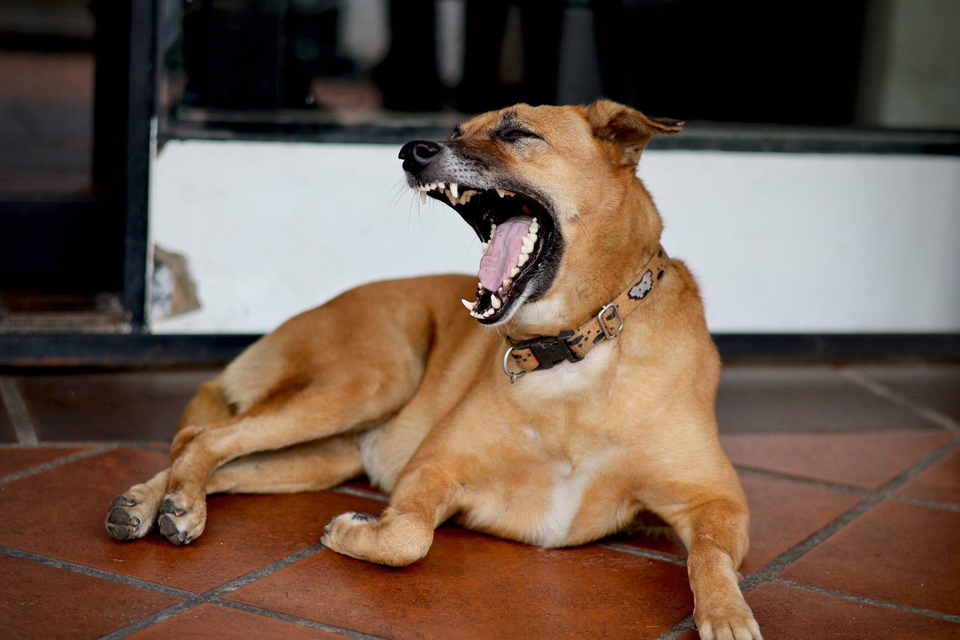 Umgang mit aggressivem Verhalten bei Hunden: Essen als Schlüssel